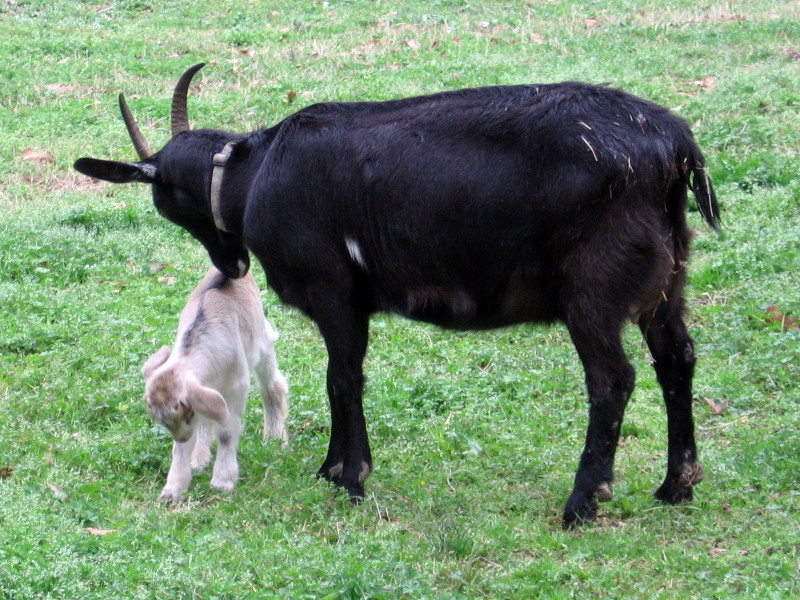 goats_030412_b.jpg