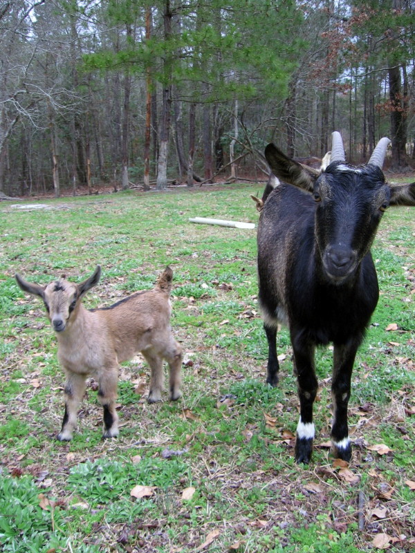 goats_030412_d.jpg