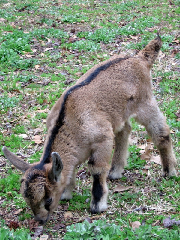 goats_030412_e.jpg