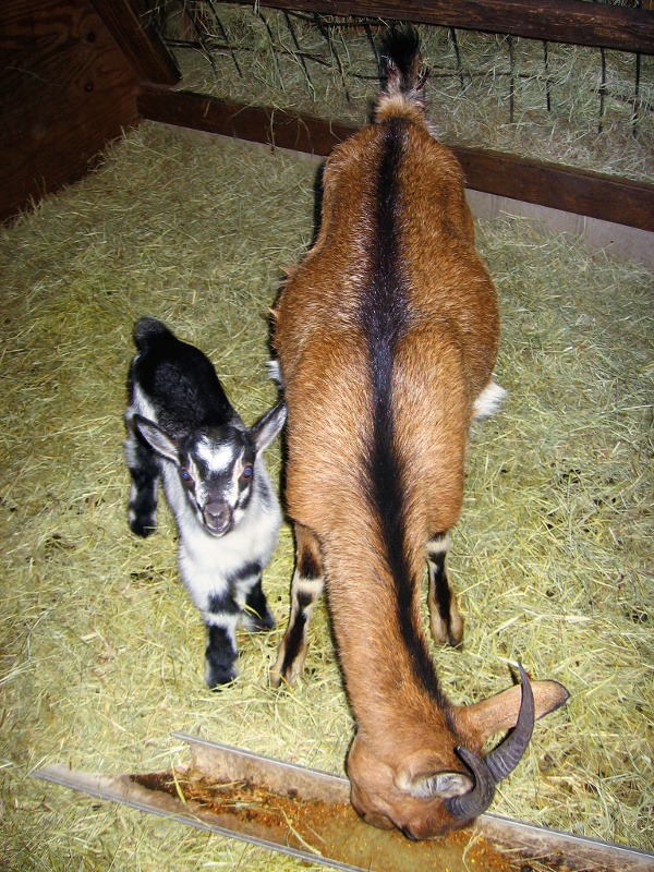 goats_030417_a.jpg
