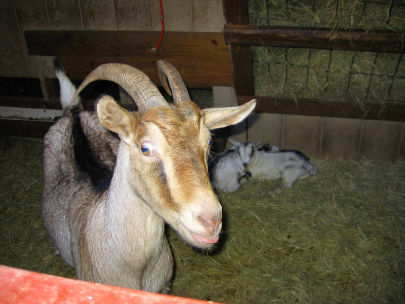 goats_030417_b.jpg