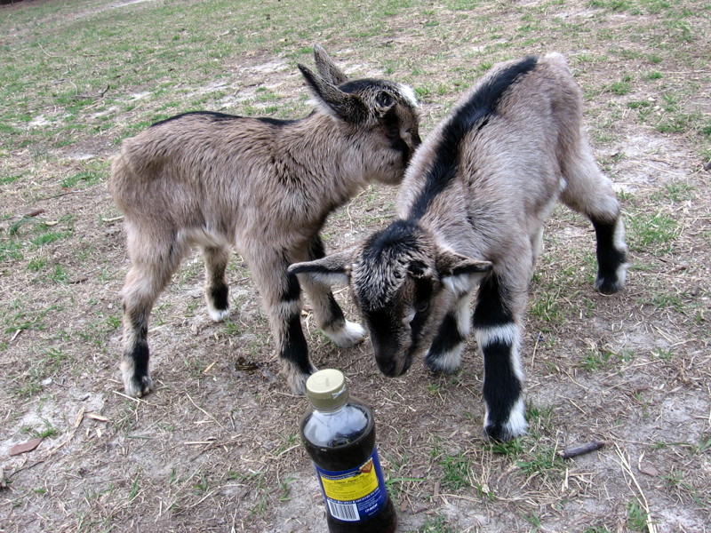 goats_0314007_a.jpg
