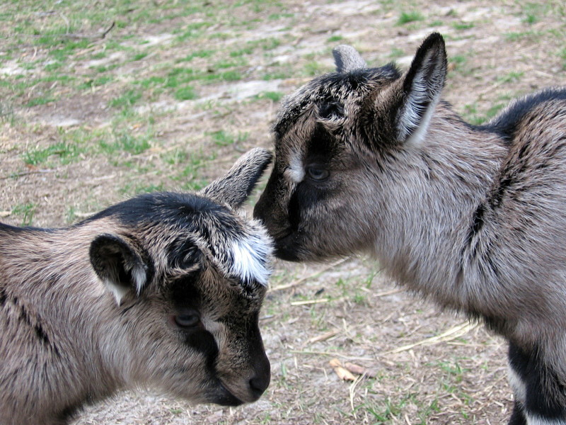 goats_0314007_b.jpg