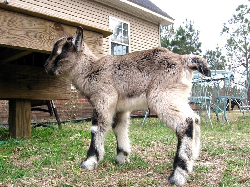 goats_0314007_c.jpg