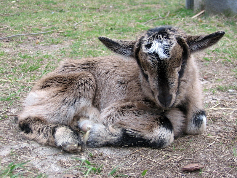 goats_0314007_d.jpg