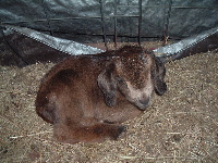 Boo, Lilly's son by Rincbeen in her fourth season, at hours old.