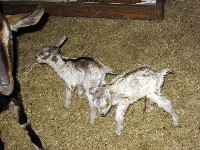 Solo (Rincbene's daughter from her first season) with Verna and Equi, her kids from her first season, at hours old. Solo proved herself to be an unworthy mother and was eaten.