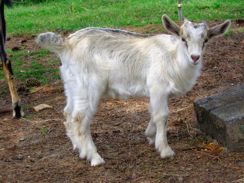 goats_031916c.jpg