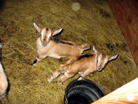 Molly and Polly, Selene's daughters from her second season, at 6 days old.