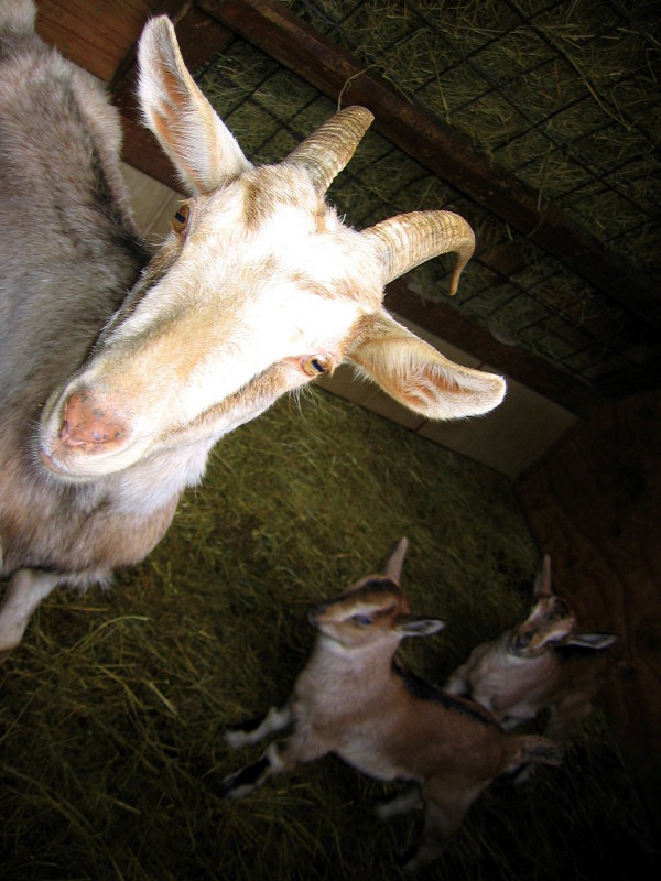 goats_031916f.jpg