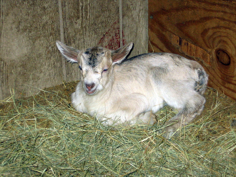 goats_032115_a.jpg