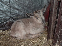 Icarus, Nermal's son by Rincbeen in her third season, at hours old.