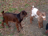 Boo (left) and Epona II, Lilly's son and daughter (respectively) by Rincbeen in her fourth season, at 8 days old.