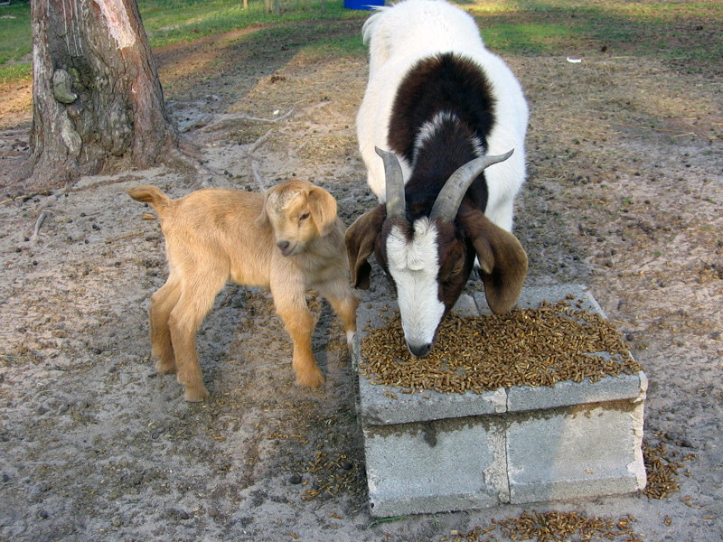 goats_032708_a.jpg