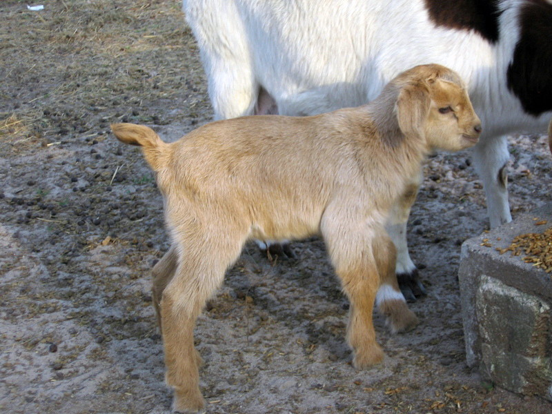 goats_032708_b.jpg