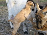 Rincbeen, Lilly's only son from her third season, at one day old.