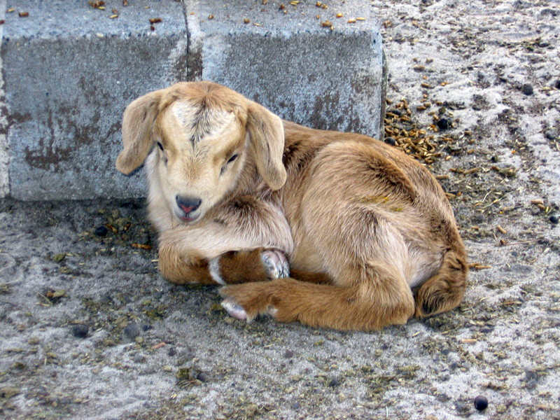 goats_032708_d.jpg