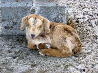 Rincbeen, Lilly's only son from her third season, at one day old.