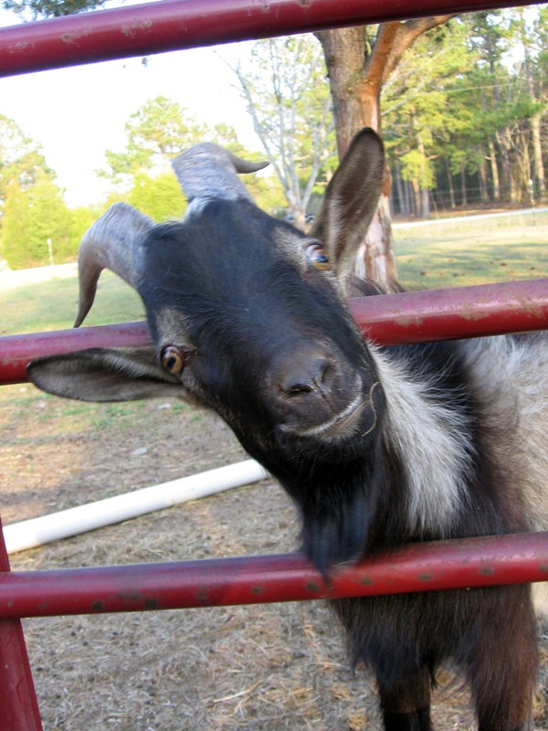goats_032708_f.jpg