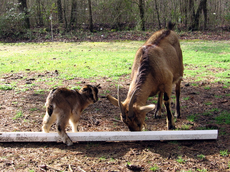 goats_032815_a.jpg