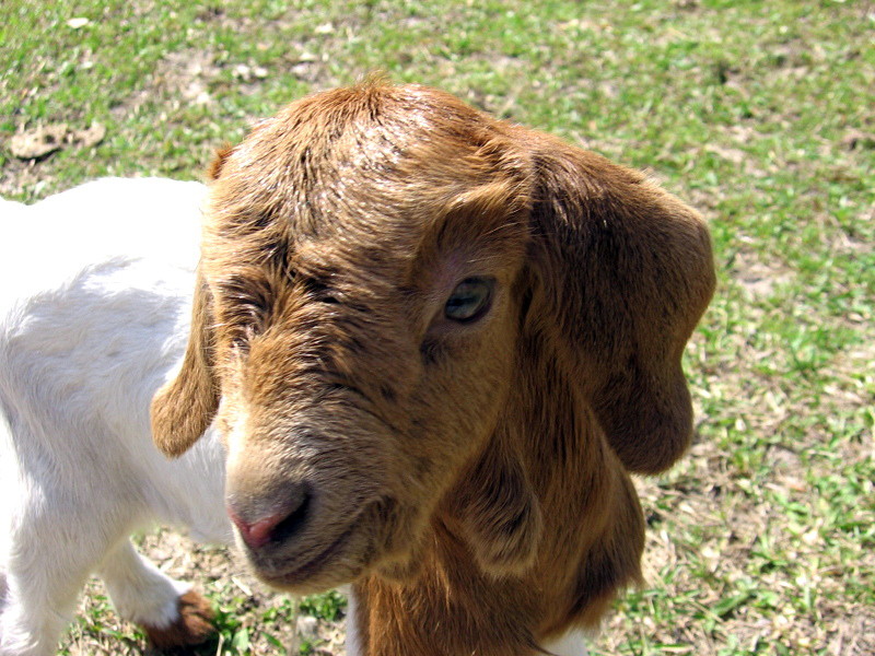 goats_033107_a.jpg