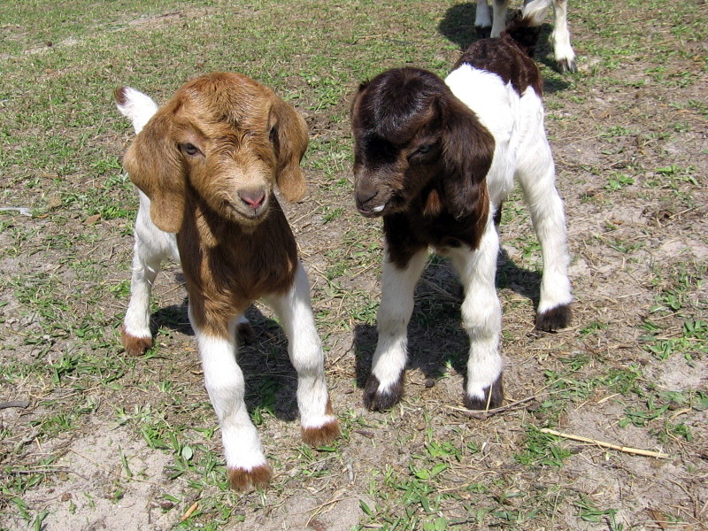 goats_033107_b.jpg