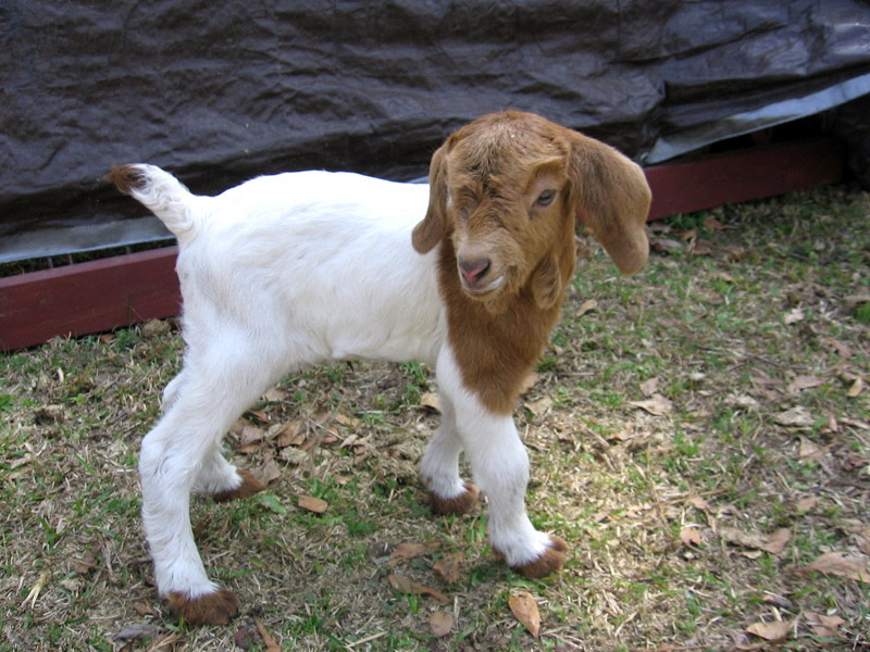 goats_033107_c.jpg