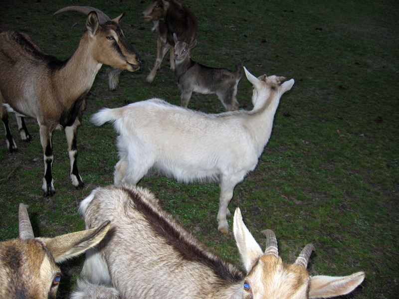goats_040114_a.jpg
