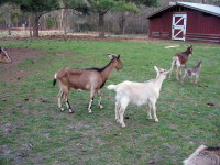 Back: Floppy (Yin's daughter from her second season) and her daughter Dusk from her second season (at 2 weeks and 6 days); front: Luna (Nermal's daughter from her fifth season) 
and her daughter Selene from her third season (3 1/2 months old).