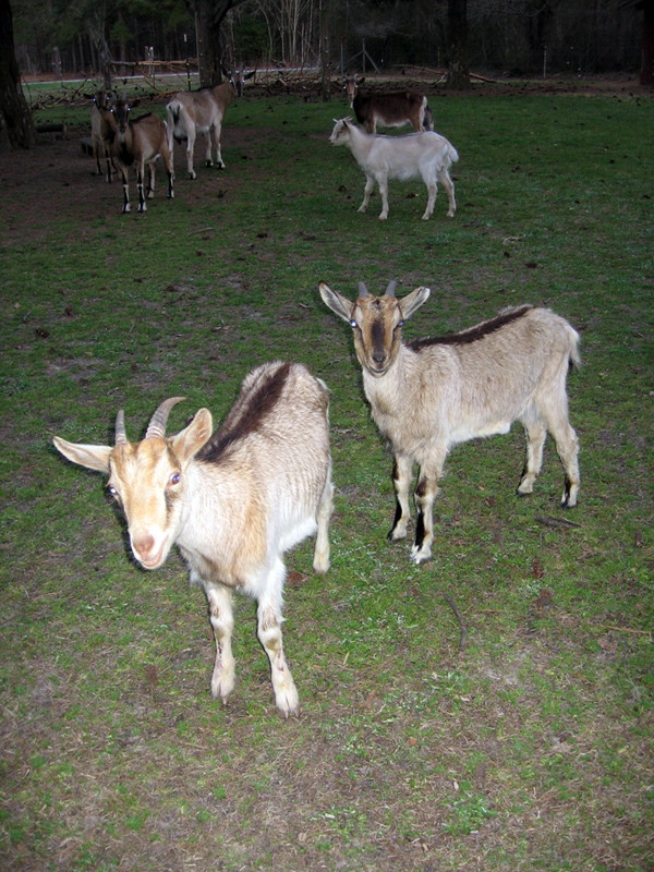 goats_040114_c.jpg