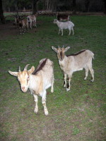 Front: Witneus (left) and Swartneus, Luna's daughters from her second season (at 11 months and 3 weeks old).