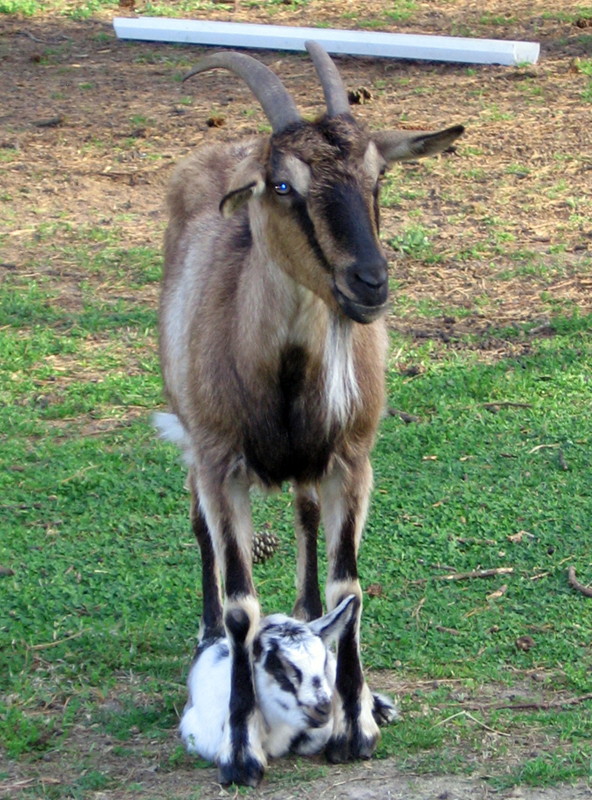 goats_040615_a.jpg