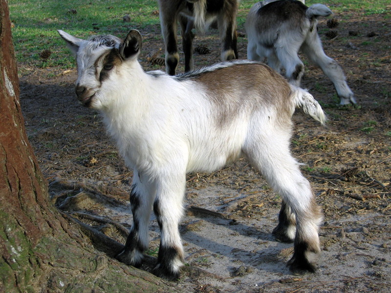 goats_040615_c.jpg