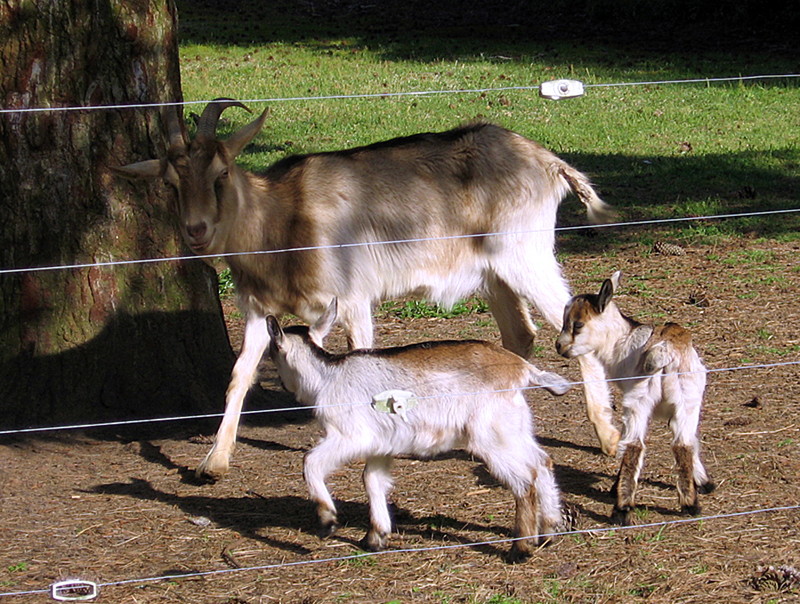 goats_050215_a.jpg