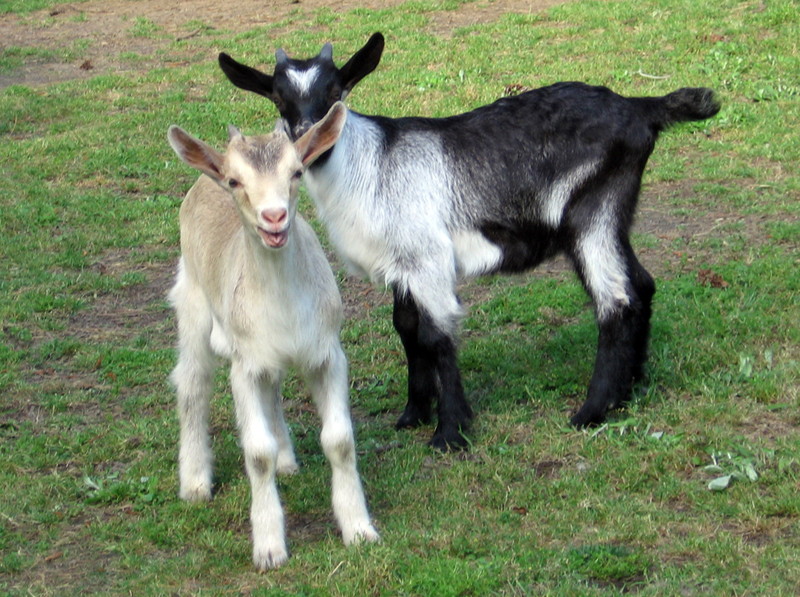 goats_050215_b.jpg