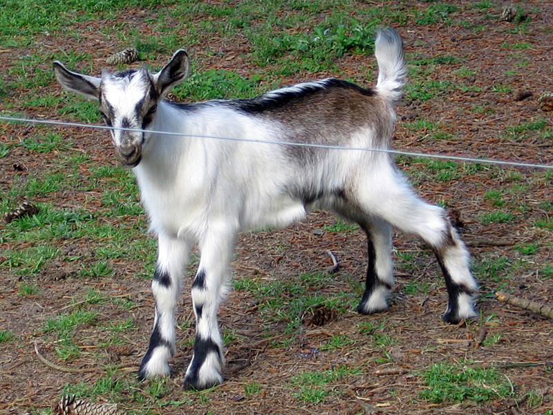 goats_050215_d.jpg