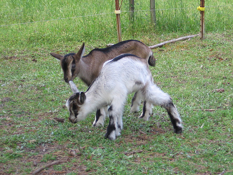 goats_050215_g.jpg