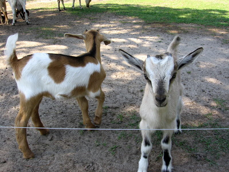 goats_060708_a.jpg