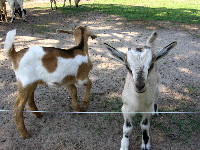 Curry (left) and Patches, Nermal's two sons from her second season.