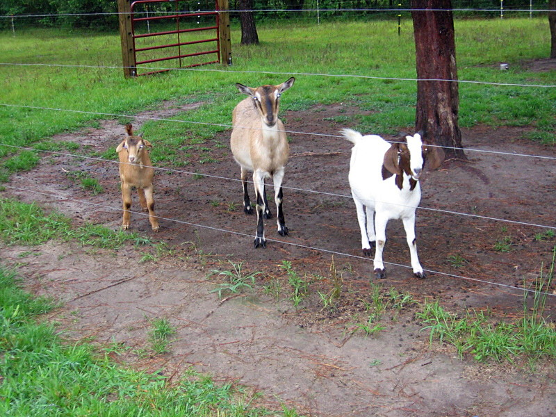 goats_062306_a.jpg