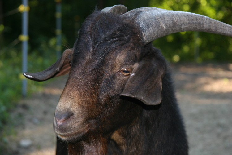goats_070410_a.jpg