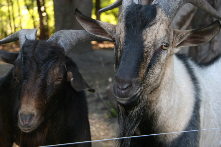 goats_070410_d.jpg