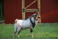 Rincbeen, Lilly's only son from her third season, at two and a quarter years old.  He was the only stud used for breeding in 2009.  Photo (c) Theresa Swenson 2010.