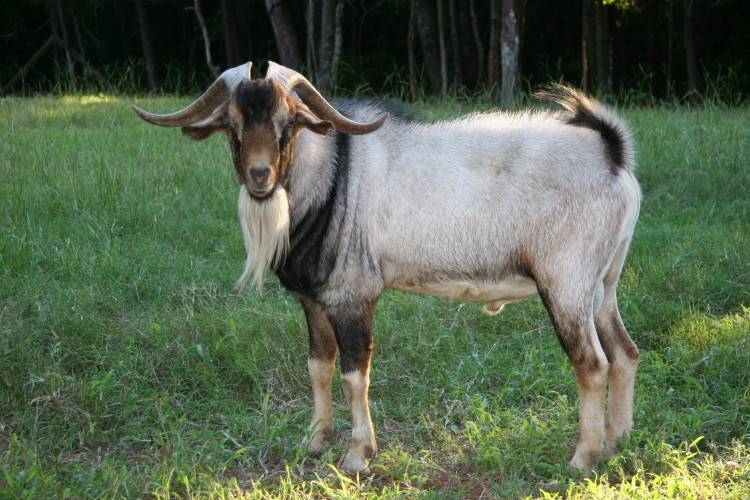 goats_070410_g.jpg