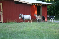 Left to right: Rincbeen, Nermal, Yin and Yang.  Photo (c) Theresa Swenson 2010.
