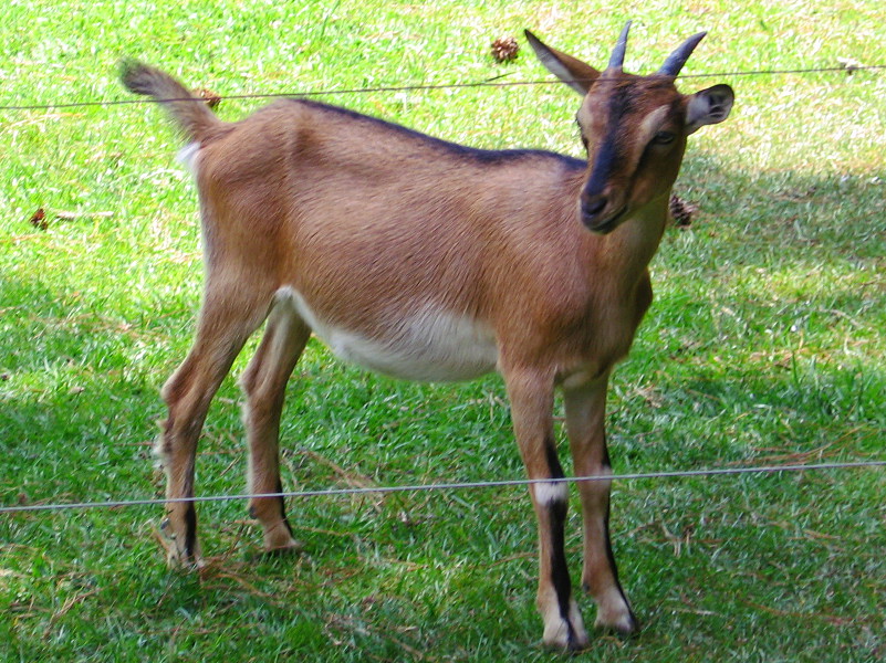 goats_072416_a.jpg