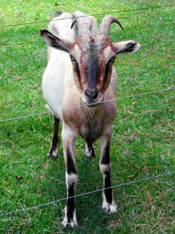 goats_072416_b.jpg