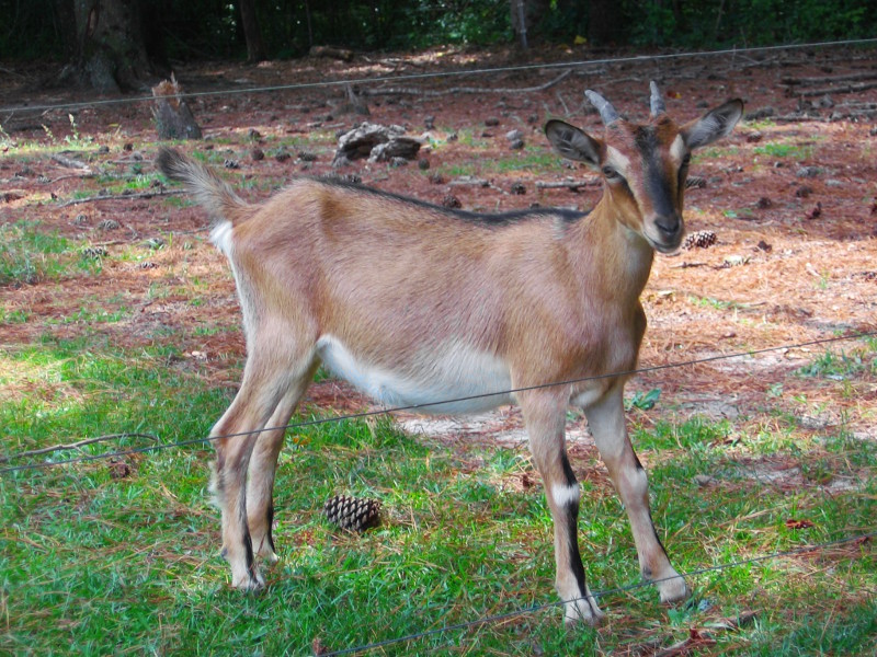 goats_072416_c.jpg