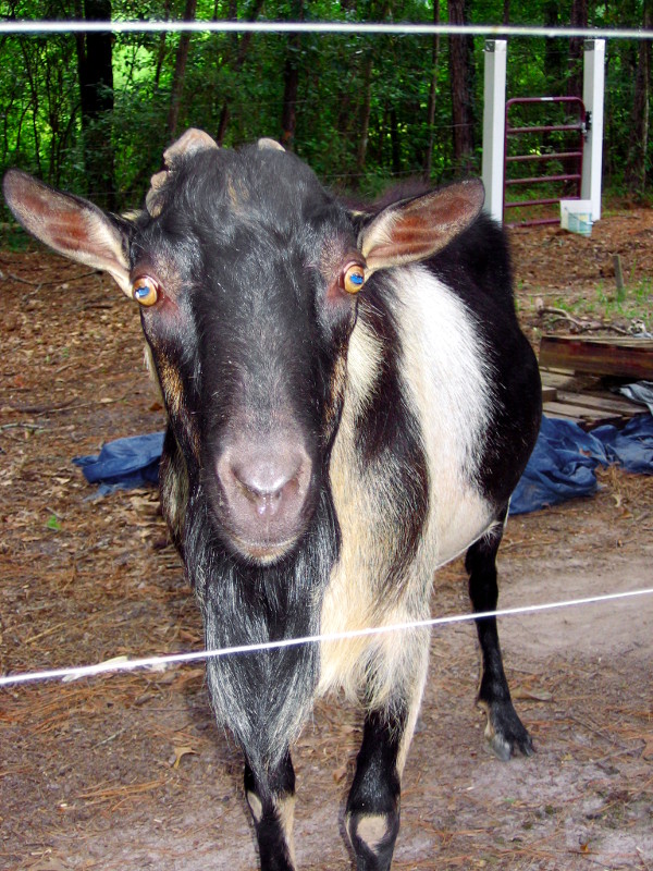 goats_072416_f.jpg