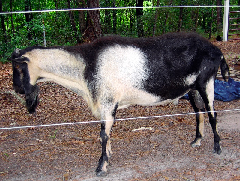 goats_072416_g.jpg